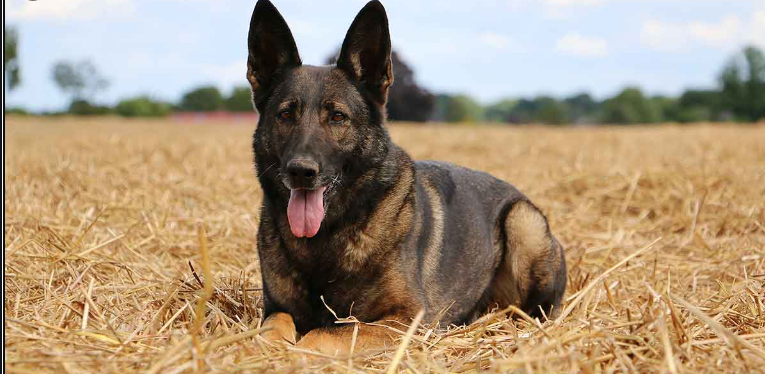 Belgian Malinois: Traits, Temperament & Care Guide