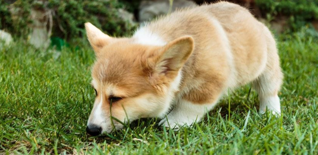6 Proven Natural Methods to Stop Your Dog from Eating Feces
