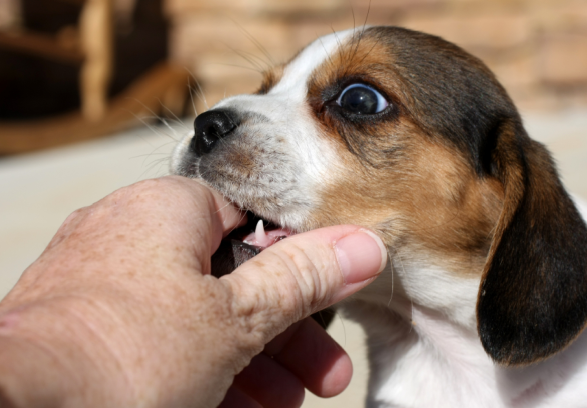 Stop Puppy Biting Fast: 2 Proven Steps to Calm Teething Kisses & Keep Your Hands Safe