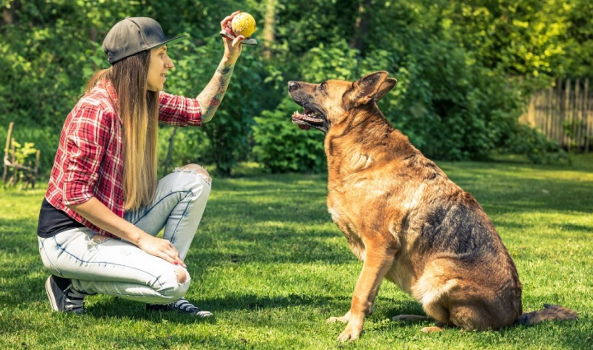 25 Must‑Learn Dog Tricks for Bonding & Brain Stimulation