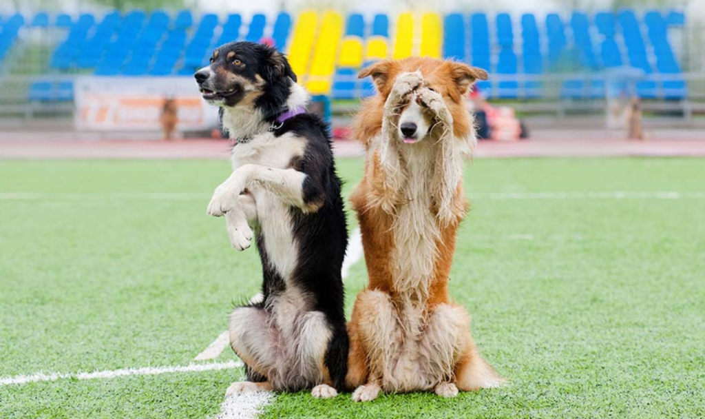 25 Must‑Learn Dog Tricks for Bonding & Brain Stimulation