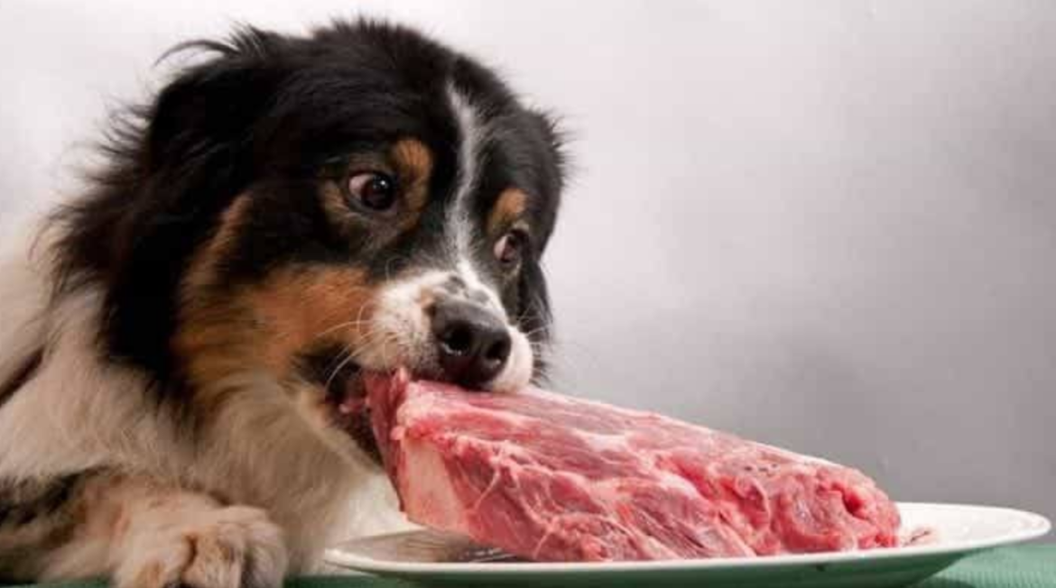 Lamb Meal for Dogs: Health Benefits & How to Serve Your Pet