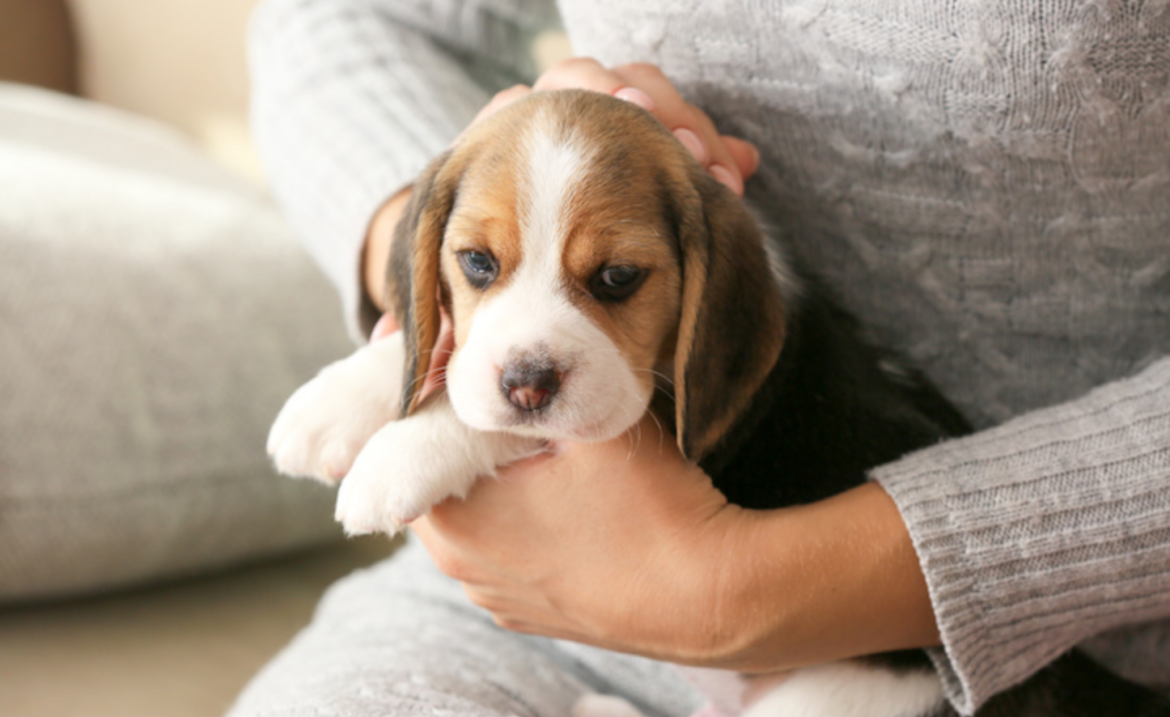 Understanding Puppy Whining: Causes & 7 Proven Steps to Stop It