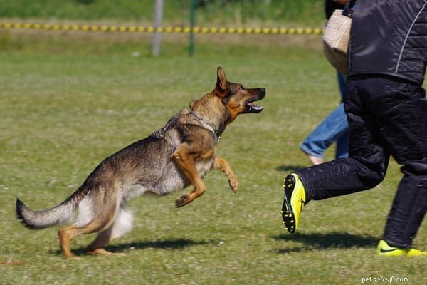 How To Train A German Shepherd To Attack in 7 Easy Steps [New Guide]