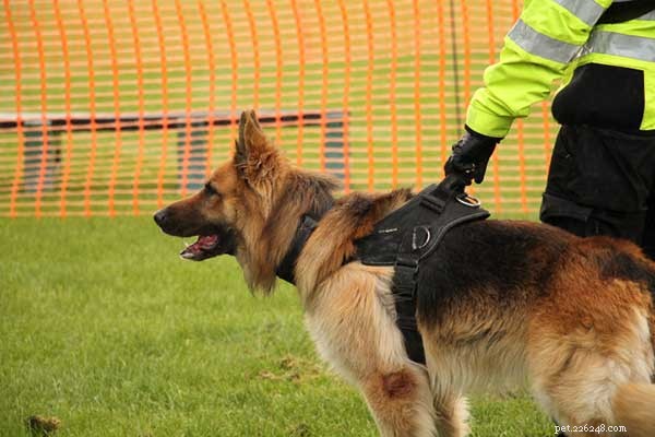 How To Train A German Shepherd To Attack in 7 Easy Steps [New Guide]