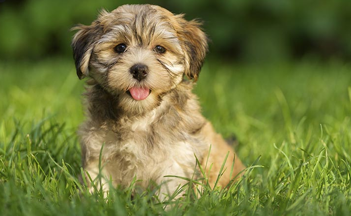 Top 6 Havanese Puppy Grooming Styles + Complete Breed Guide & Care Tips