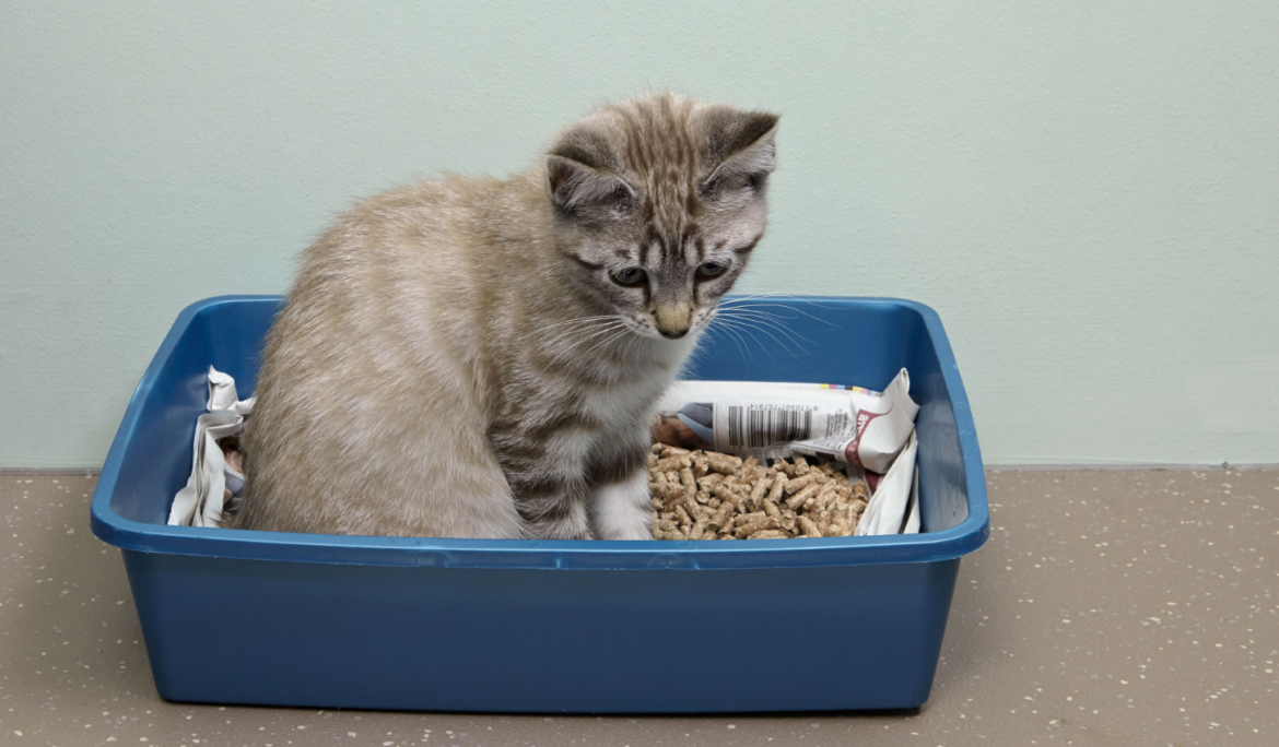 Master Litter Training Your Cat in 5 Simple Steps – The Ultimate Guide