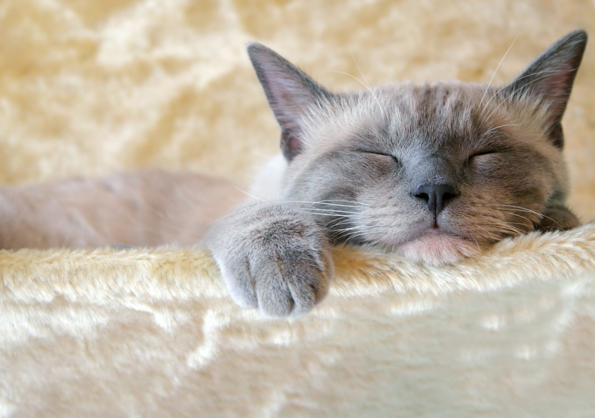 How Cats Sleep: 9 Expert Tips for Their Comfort and Well‑Being
