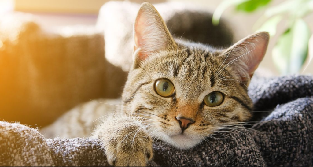 9 Proven Ways to Win Your Kitten’s Heart: A Complete Guide