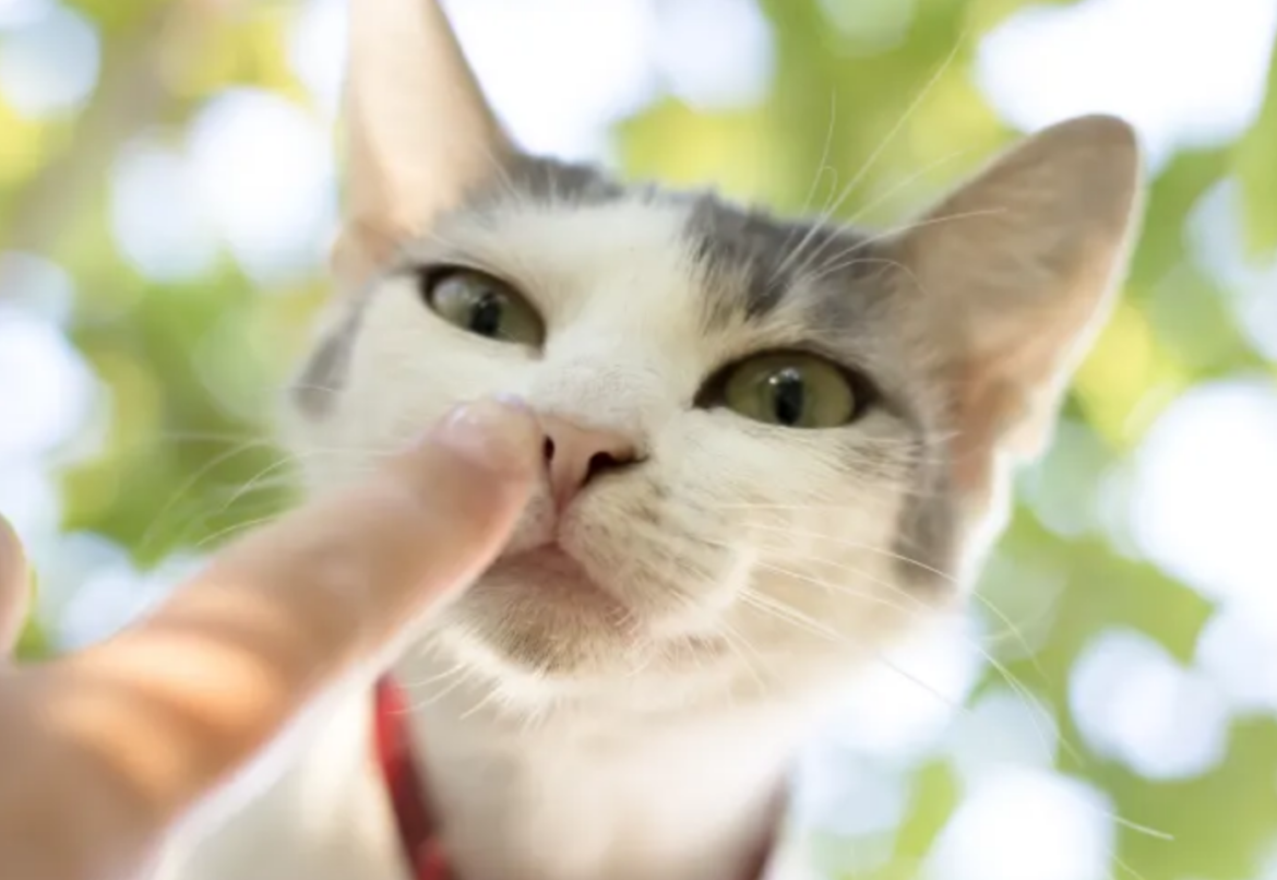 9 Proven Ways to Win Your Kitten’s Heart: A Complete Guide
