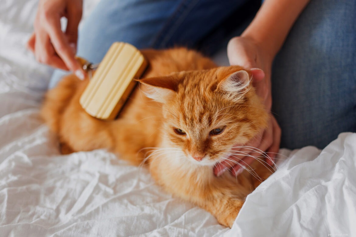 10 Proven Steps to Keep Your Cat Healthy and Happy