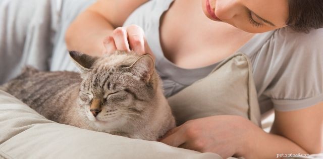 9 Simple Steps to Train Your Kitten: Build Bond & Boost Health
