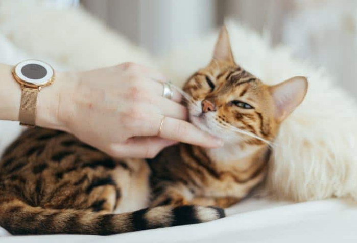 Master Cat Training: 6 Proven Steps for a Well‑Behaved Feline