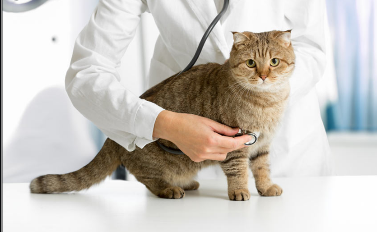 The 10 Most Common Cat Health Issues: Symptoms, Causes, Treatment, and Prevention