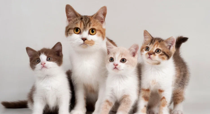 How to Keep Your Cat at a Healthy Weight: Expert Tips & Guidance
