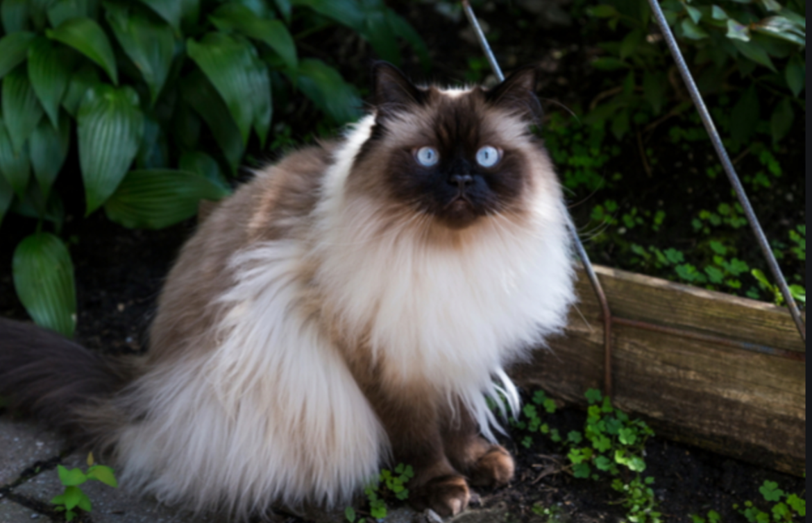 Top 25 Cat Breeds: Key Traits and Why They’re Loved