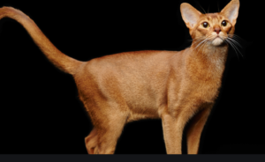 Top 25 Cat Breeds: Key Traits and Why They’re Loved
