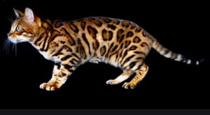 Top 25 Cat Breeds: Key Traits and Why They’re Loved