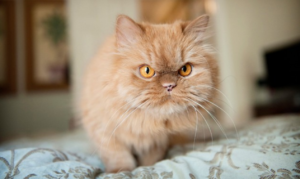 Top 25 Cat Breeds: Key Traits and Why They’re Loved