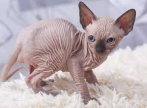 Top 25 Cat Breeds: Key Traits and Why They’re Loved