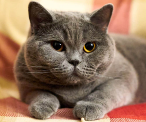 Top 25 Cat Breeds: Key Traits and Why They’re Loved