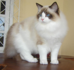 Top 25 Cat Breeds: Key Traits and Why They’re Loved