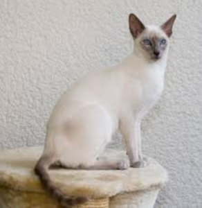 Top 25 Cat Breeds: Key Traits and Why They’re Loved
