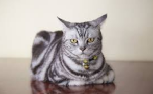 Top 25 Cat Breeds: Key Traits and Why They’re Loved