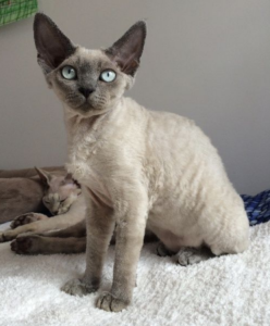 Top 25 Cat Breeds: Key Traits and Why They’re Loved