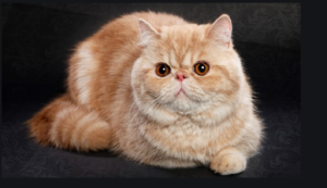 Top 25 Cat Breeds: Key Traits and Why They’re Loved