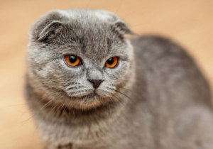 Top 25 Cat Breeds: Key Traits and Why They’re Loved