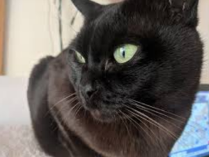 Top 25 Cat Breeds: Key Traits and Why They’re Loved