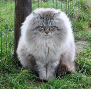 Top 25 Cat Breeds: Key Traits and Why They’re Loved