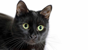 Top 25 Cat Breeds: Key Traits and Why They’re Loved