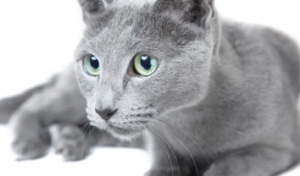 Top 25 Cat Breeds: Key Traits and Why They’re Loved