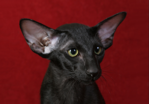 Top 25 Cat Breeds: Key Traits and Why They’re Loved