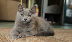 Top 25 Cat Breeds: Key Traits and Why They’re Loved