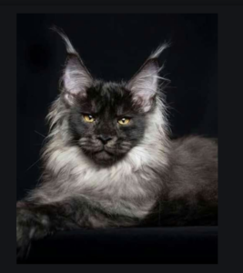 Top 25 Cat Breeds: Key Traits and Why They’re Loved