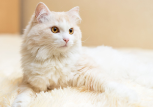 Top 25 Cat Breeds: Key Traits and Why They’re Loved