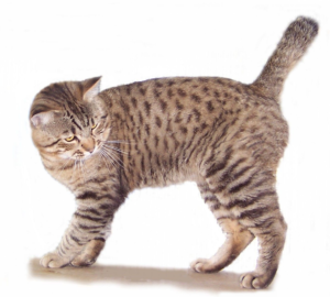 Top 25 Cat Breeds: Key Traits and Why They’re Loved