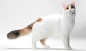 Top 25 Cat Breeds: Key Traits and Why They’re Loved