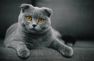 Top 15 Loving Cat Breeds & Their Key Traits