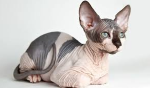 Top 15 Loving Cat Breeds & Their Key Traits