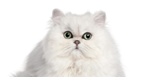 Top 15 Loving Cat Breeds & Their Key Traits