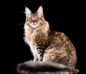 Top 15 Loving Cat Breeds & Their Key Traits