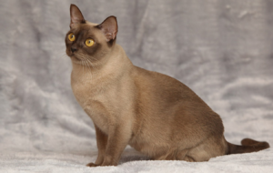 Top 15 Loving Cat Breeds & Their Key Traits