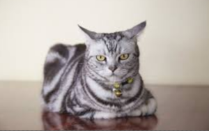 Top 15 Loving Cat Breeds & Their Key Traits