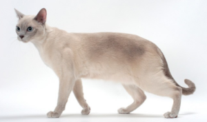 Top 15 Loving Cat Breeds & Their Key Traits