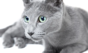 Top 15 Loving Cat Breeds & Their Key Traits