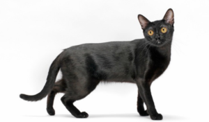 Top 15 Loving Cat Breeds & Their Key Traits